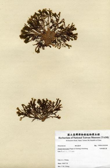 中文名：哈維圈扇藻 (A002008)學名： em Zonaria harveyana (Pappe ex Kutzing) Areschoug /em 