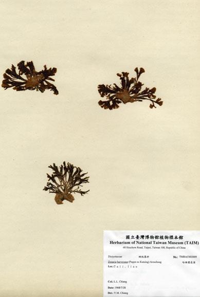 中文名：哈維圈扇藻 (A002009)學名： em Zonaria harveyana (Pappe ex Kutzing) Areschoug /em 