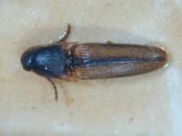 拉丁屬名： em Melanoxanthus /em 拉丁種名： em pulcherus /em 