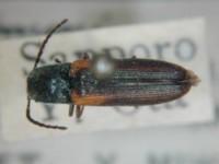 拉丁屬名： em Limonius /em 拉丁種名： em imitans  /em 變種名： humeralis
