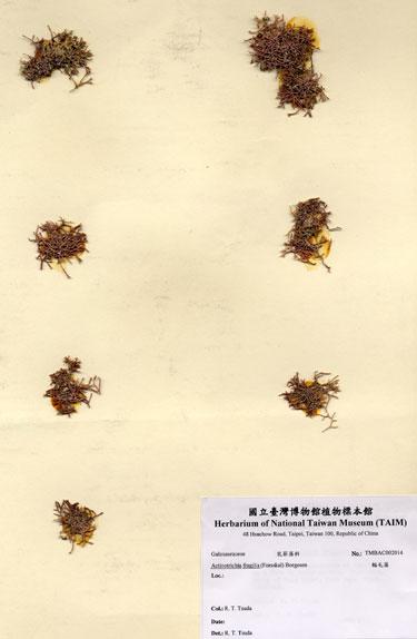 中文名：輻毛藻 (A002014)學名： em Actinotrichia fragilis (Forsskal) Borgesen /em 