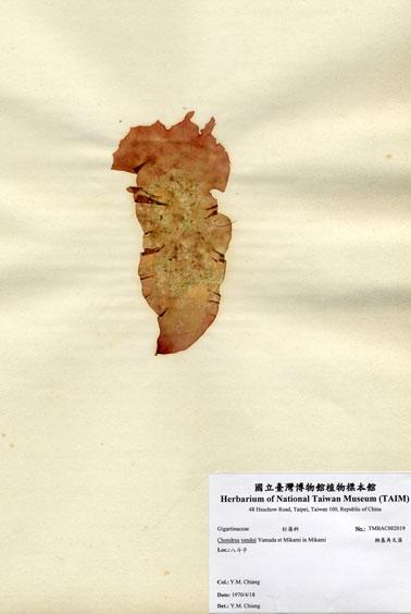 中文名：楔基角叉藻 (A002019)學名： em Chondrus yendoi Yamada et Mikami in Mikami /em 
