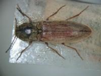 拉丁屬名： em Corymbites /em 拉丁種名： em suzukii /em 