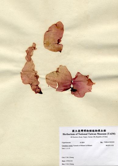 中文名：楔基角叉藻 (A002020)學名： em Chondrus yendoi Yamada et Mikami in Mikami /em 