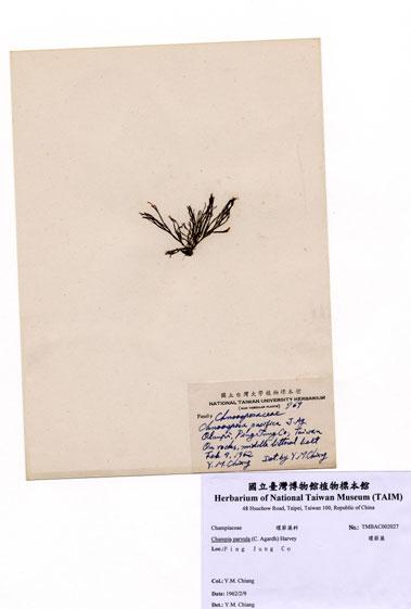 中文名：環節藻 (A002027)學名： em Champia parvula (C. Agardh) Harvey /em 