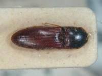 拉丁屬名： em Glyphonyx /em 拉丁種名： em brunneipennis /em 