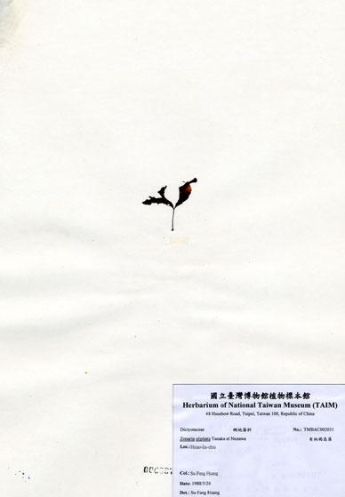 中文名：有柄褐扇藻 (A002031)學名： em Zonaria stipitata Tanaka et Nozawa /em 