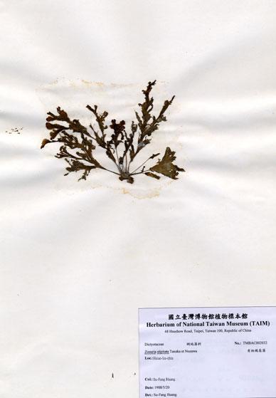 中文名：有柄褐扇藻 (A002032)學名： em Zonaria stipitata Tanaka et Nozawa /em 