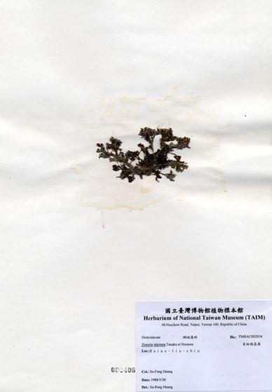 中文名：有柄褐扇藻 (A002034)學名： em Zonaria stipitata Tanaka et Nozawa /em 
