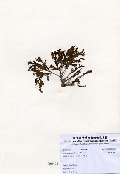 中文名：有柄褐扇藻 (A002036)學名： em Zonaria stipitata Tanaka et Nozawa /em 