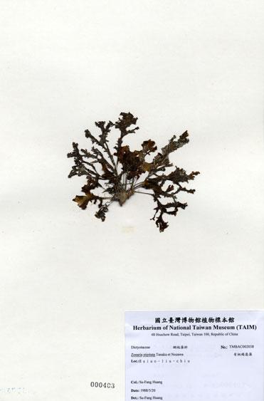 中文名：有柄褐扇藻 (A002038)學名： em Zonaria stipitata Tanaka et Nozawa /em 