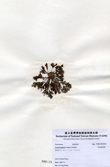 中文名：有柄褐扇藻 (A002040)學名： em Zonaria stipitata Tanaka et Nozawa /em 
