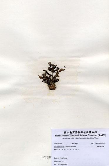 中文名：有柄褐扇藻 (A002041)學名： em Zonaria stipitata Tanaka et Nozawa /em 