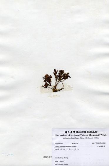 中文名：有柄褐扇藻 (A002043)學名： em Zonaria stipitata Tanaka et Nozawa /em 