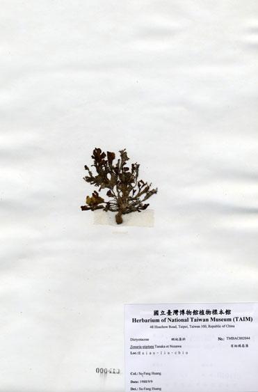 中文名：有柄褐扇藻 (A002044)學名： em Zonaria stipitata Tanaka et Nozawa /em 