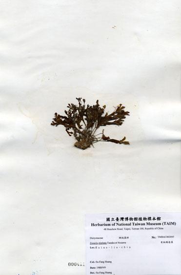 中文名：有柄褐扇藻 (A002045)學名： em Zonaria stipitata Tanaka et Nozawa /em 