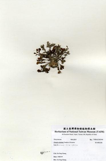 中文名：有柄褐扇藻 (A002046)學名： em Zonaria stipitata Tanaka et Nozawa /em 