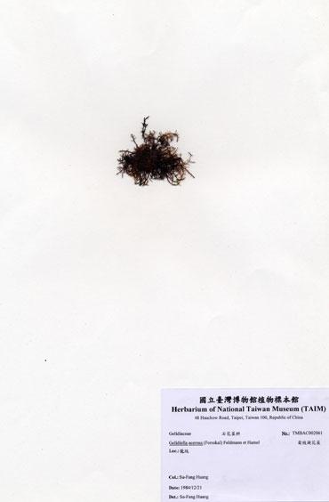 中文名：匐枝凝花菜 (A002061)學名： em Gelidiella acerosa (Forsskal) Feldmann et Hamel /em 