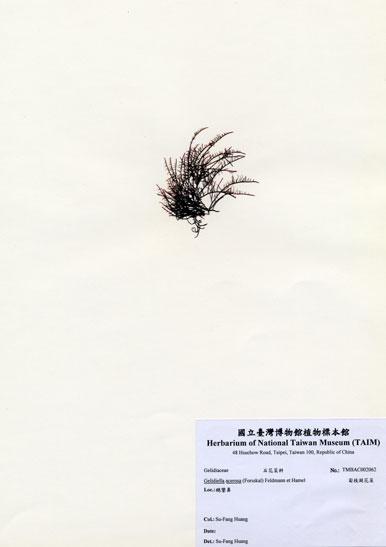 中文名：匐枝凝花菜 (A002062)學名： em Gelidiella acerosa (Forsskal) Feldmann et Hamel /em 