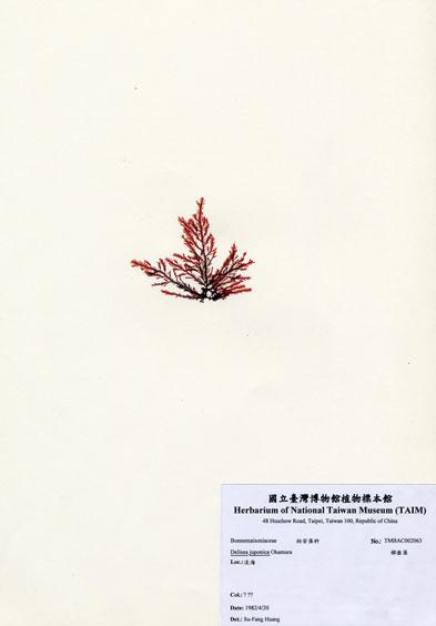 中文名：櫛齒藻 (A002063)學名： em Delisea juponica Okamura /em 