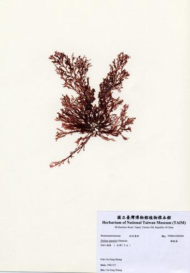 中文名：櫛齒藻 (A002064)學名： em Delisea juponica Okamura /em 
