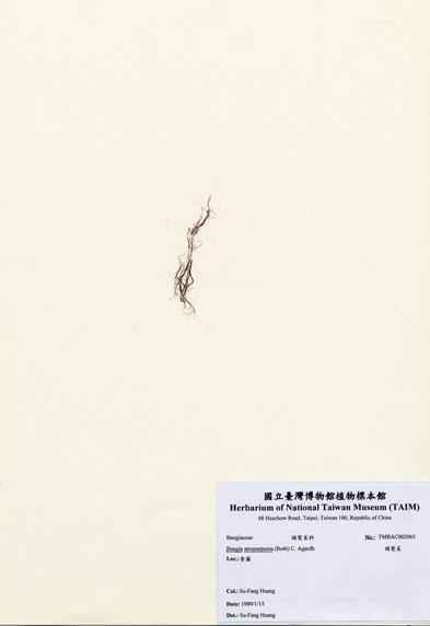 中文名：頭髮菜 (A002065)學名： em Bangia atropurpurea (Roth) C. Agardh /em 
