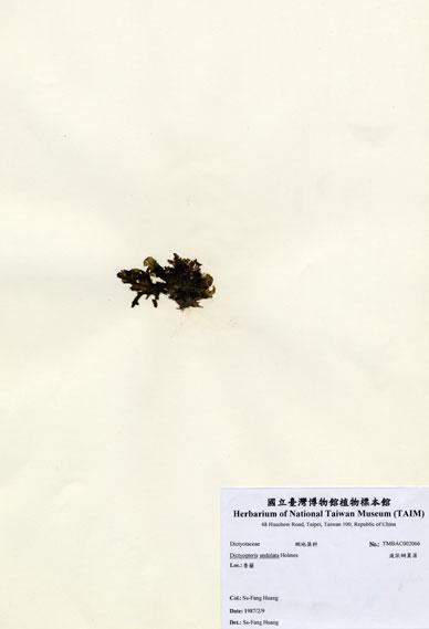 中文名：波狀網翼藻 (A002066)學名： em Dictyopteris undulata Holmes /em 