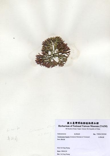 中文名：白果胞藻 (A002068)學名： em Tricleocarpa fragilis (Linnaeus) Huisman et Townsend /em 