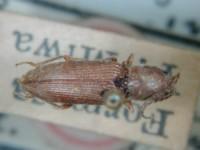 拉丁屬名： em Cardiophorus /em 拉丁種名： em baibarasanus /em 
