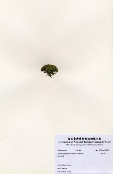中文名：輻毛藻 (A002072)學名： em Actinotrichia fragilis (Forsskal) Borgesen /em 
