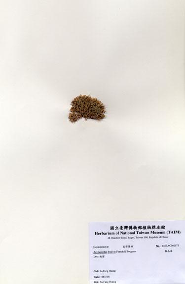 中文名：輻毛藻 (A002073)學名： em Actinotrichia fragilis (Forsskal) Borgesen /em 