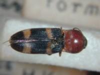 拉丁屬名： em Cardiophorus /em 拉丁種名： em rufithorax /em 