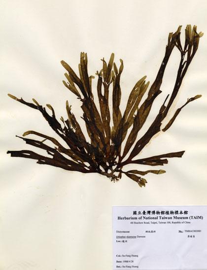 中文名：厚緣藻 (A002083)學名： em Dilophus okamurae Dawson /em 