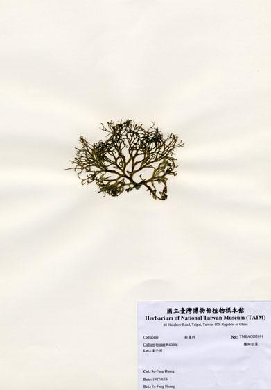 中文名：纖細松藻 (A002091)學名： em Codium tenuae Kutzing /em 