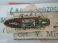 拉丁屬名： em Athous /em 拉丁種名： em temperatus  /em 