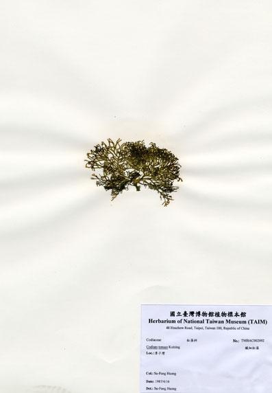 中文名：纖細松藻 (A002092)學名： em Codium tenuae Kutzing /em 