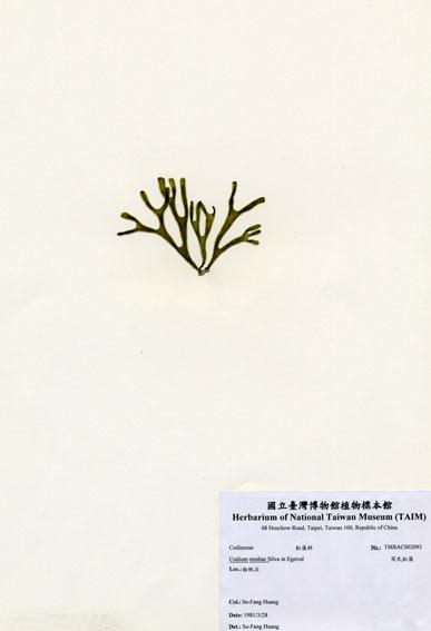 中文名：芮氏松藻 (A002093)學名： em Codium reediae Silva in Egerod /em 