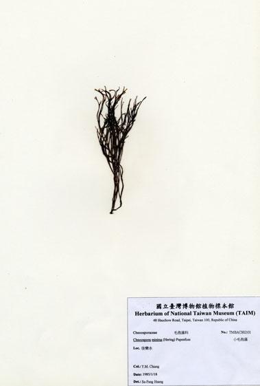 中文名：小毛孢藻 (A002101)學名： em Chnoospora minima (Hering) Papenfuss /em 