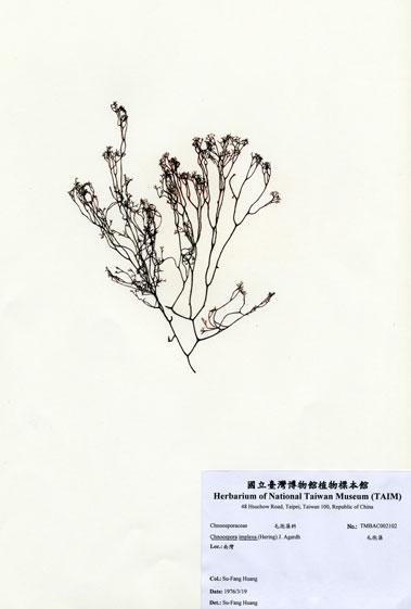 中文名：毛孢藻 (A002102)學名： em Chnoospora implexa (Hering) J. Agardh /em 