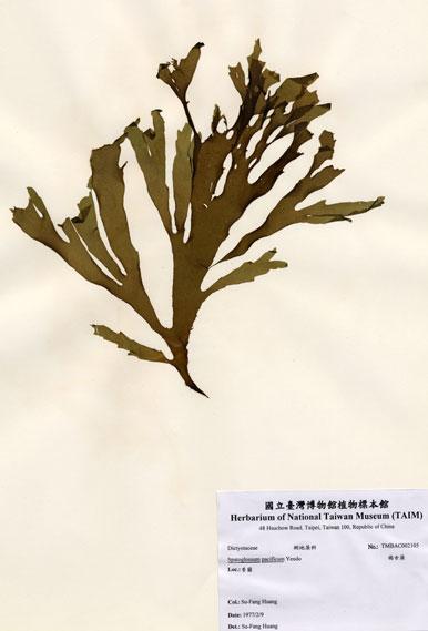 中文名：褐舌藻 (A002105)學名： em Spatoglossum pacificum Yendo /em 