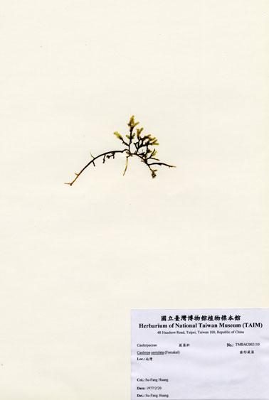 中文名：齒形蕨藻 (A002110)學名： em Caulerpa serrulata (Forsskal) /em 