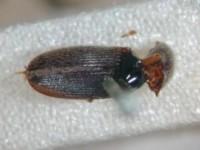 拉丁屬名： em Paracardiophorus /em 拉丁種名： em cryptohypnoides /em 