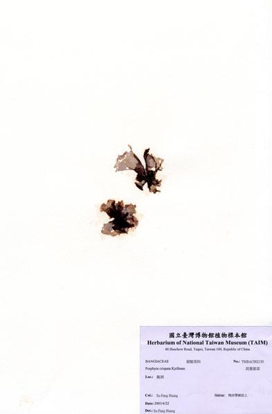 中文名：荷葉紫菜 (A002150)學名： em Porphyra crispata Kjellman /em 