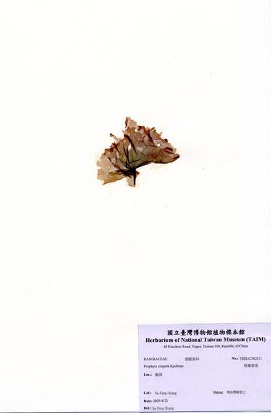 中文名：荷葉紫菜 (A002151)學名： em Porphyra crispata Kjellman /em 