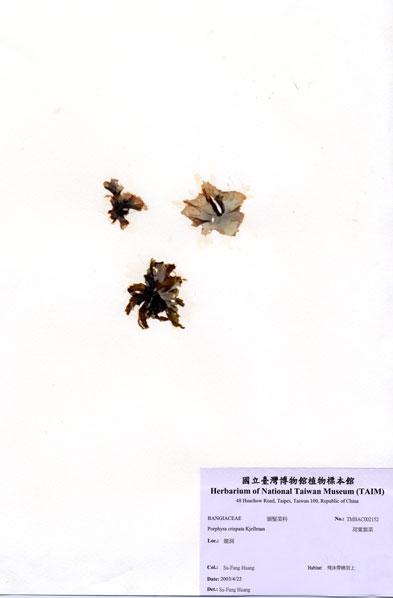 中文名：荷葉紫菜 (A002152)學名： em Porphyra crispata Kjellman /em 