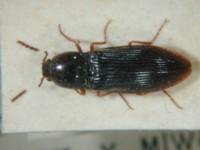 拉丁屬名： em Corymbites /em 拉丁種名： em mundulus /em 
