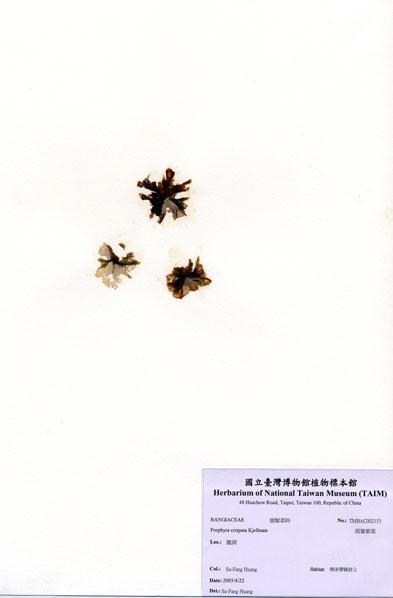 中文名：荷葉紫菜 (A002153)學名： em Porphyra crispata Kjellman /em 
