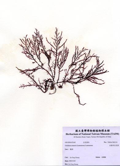 中文名：安曼司石花菜 (A002154)學名： em Gelidium amansii (Lamouroux) Lamouroux /em 