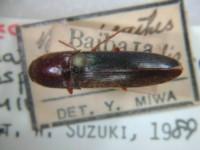 拉丁屬名： em Megapenthes valid name: Elater (Ectamenosonus) /em 拉丁種名： em bispinicollis  /em 