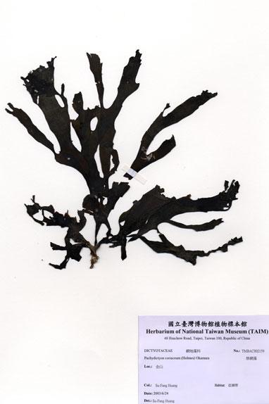 中文名：厚網藻 (A002159)學名： em Pachydictyon coriaceum (Holmes) Okamura /em 